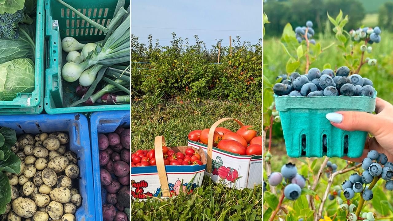 Left: aerial view of crates filled with freshly harvested root vegetables; center: 2 boxes of tomatoes in a garden setting; right: hand holding a pint of blueberries with blueberry bushes in the background.