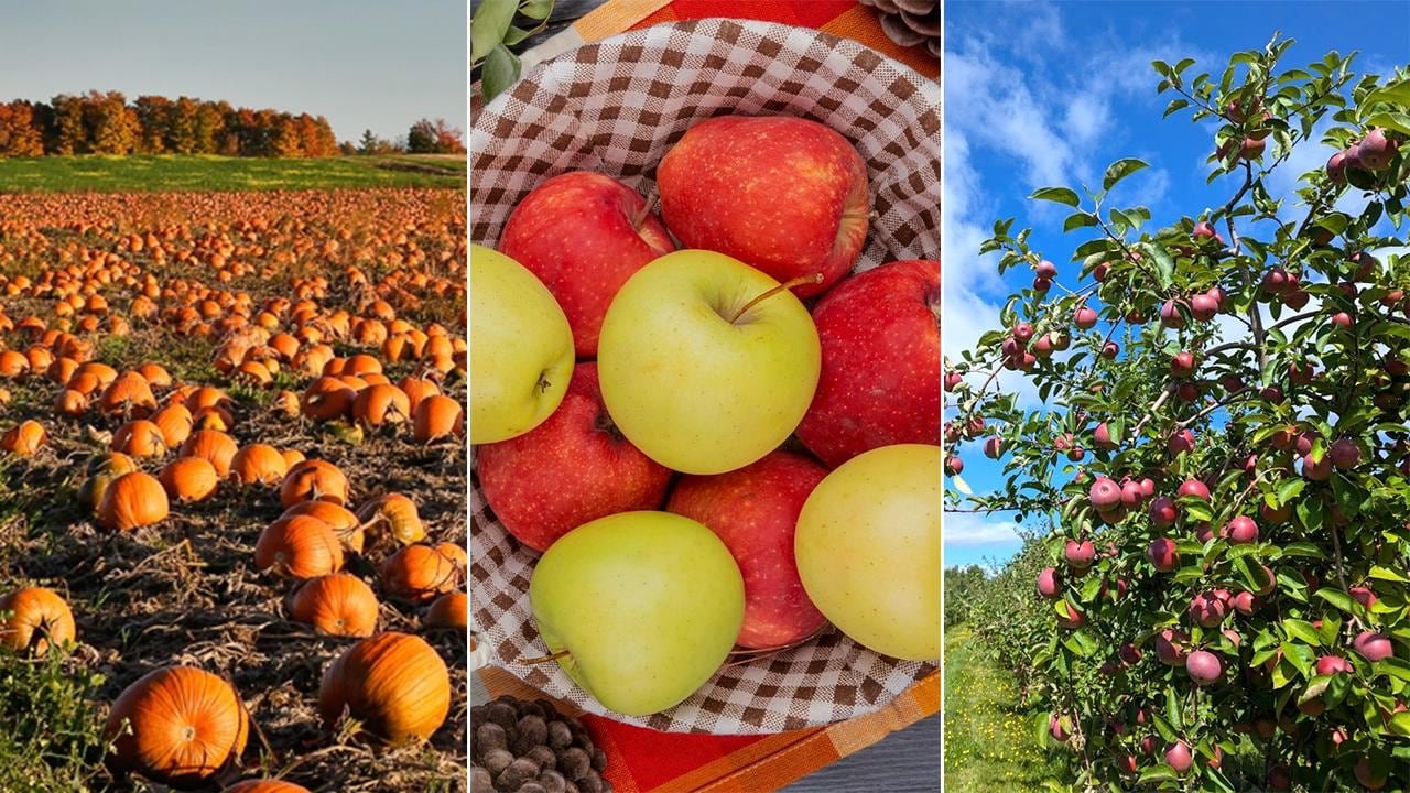 default-403 left: a field of pumpkins; middle: closeup on a basket of apples; right: a tree of apples.