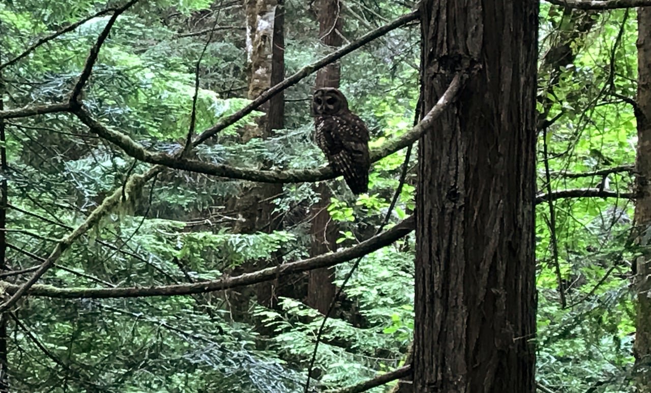 default-202 An owl in a shadowy forest.