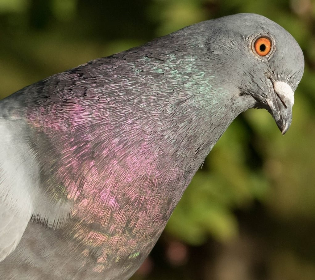 default-249 Close-up of a grey pigeon with an orange eye