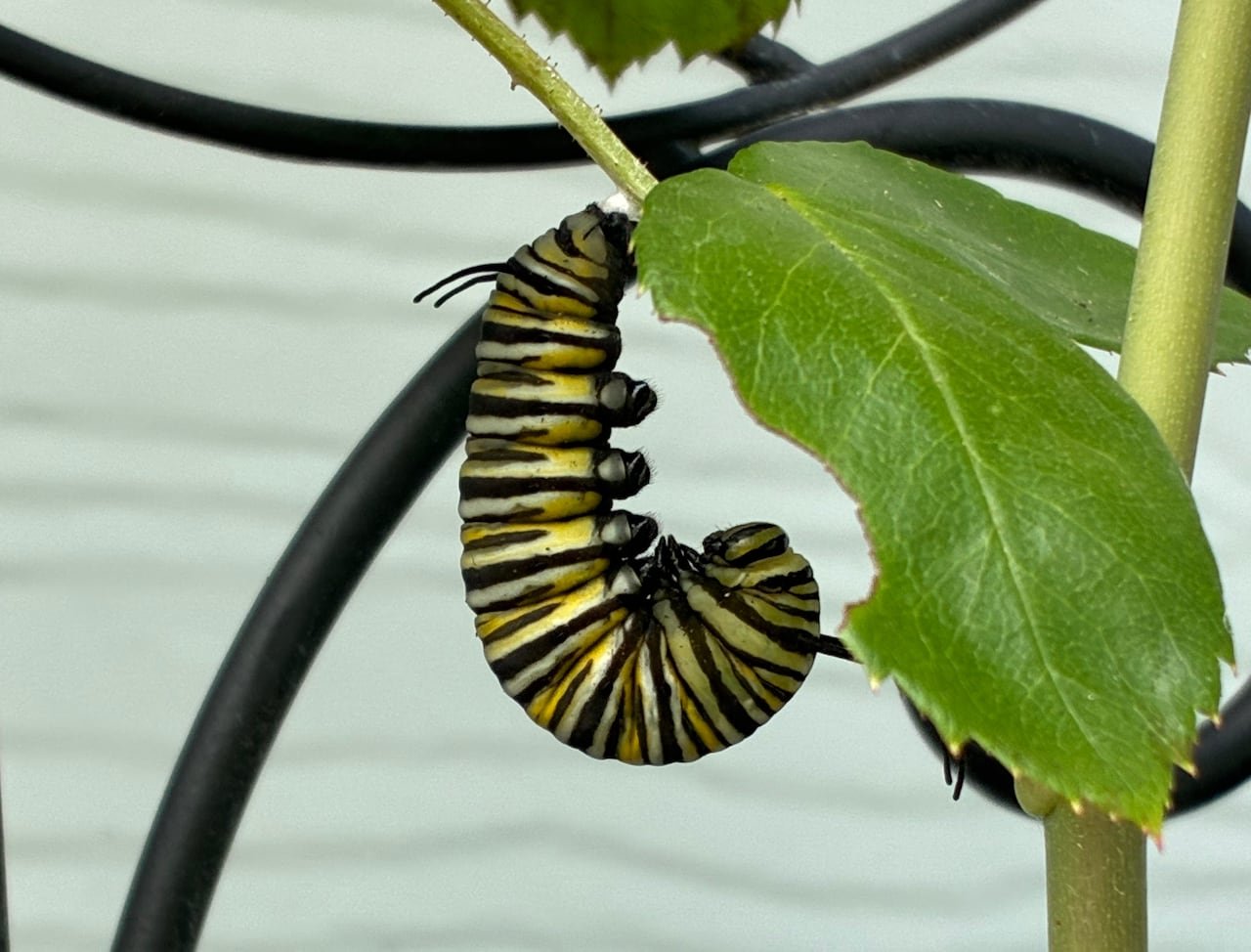 default-250 Yellow and black striped caterpillar hanging from a leaf