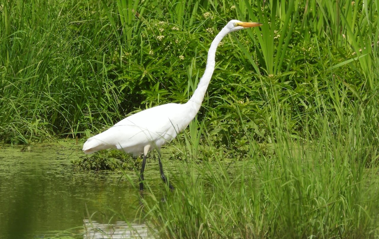 default-252 White bird with a long neck in shallow water