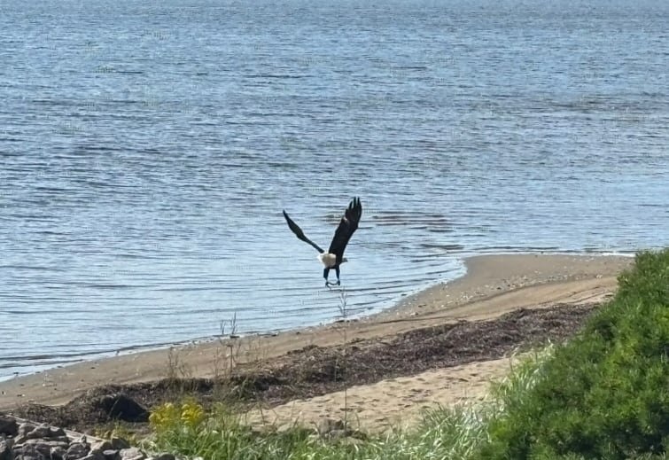 default-253 Bald eagle landing on water